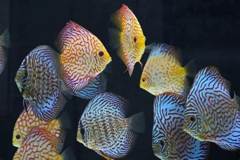 The Price is Right: Decoding the Cost of Discus Fish in the .